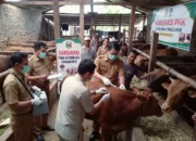 Cegah PMK Kembali, Henri Fatra Terjunkan 34 Petugas Sisir Kandang Ternak di Tanggamus