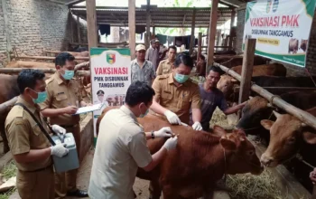 Cegah PMK Kembali, Henri Fatra Terjunkan 34 Petugas Sisir Kandang Ternak di Tanggamus