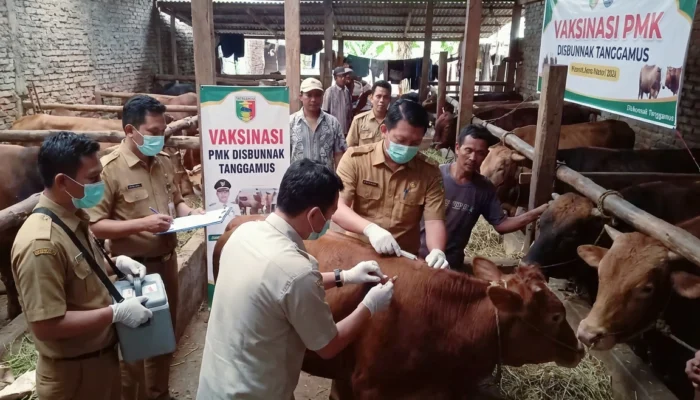 Cegah PMK Kembali, Henri Fatra Terjunkan 34 Petugas Sisir Kandang Ternak di Tanggamus