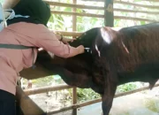 Perang Lawan PMK: Tanggamus Terima 2.250 Dosis Vaksin, Puluhan Petugas Siap Sisir Kandang