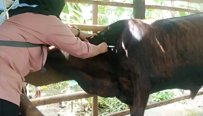 Perang Lawan PMK: Tanggamus Terima 2.250 Dosis Vaksin, Puluhan Petugas Siap Sisir Kandang