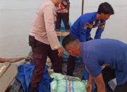 Geger Nelayan Ketapang Temukan Mayat Pria di Tengah Laut Damkarmat Lamsel Gerak Cepat Lakukan Evakuasi